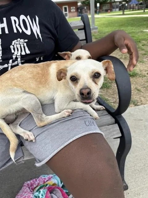A young small-sized male Terrier dog named Mac for adoption in San Antonio, TX