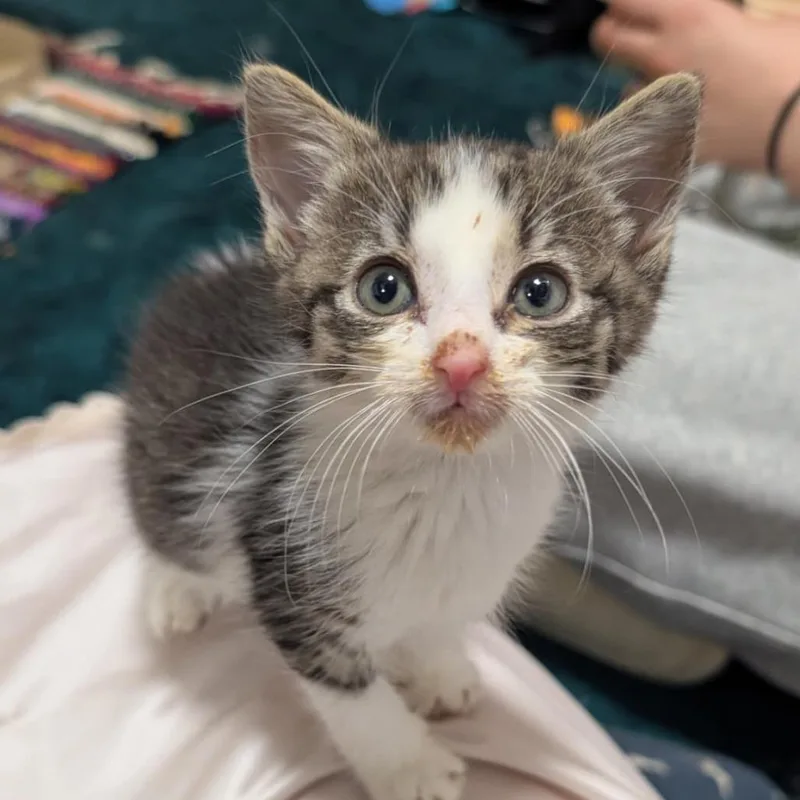 A baby small-sized male Brown / Chocolate Domestic Short Hair cat named Peach for adoption in Middle Village, NY