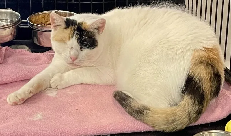 A senior large-sized female Domestic Short Hair cat named SR Daisy Mae for adoption in Southbury, CT