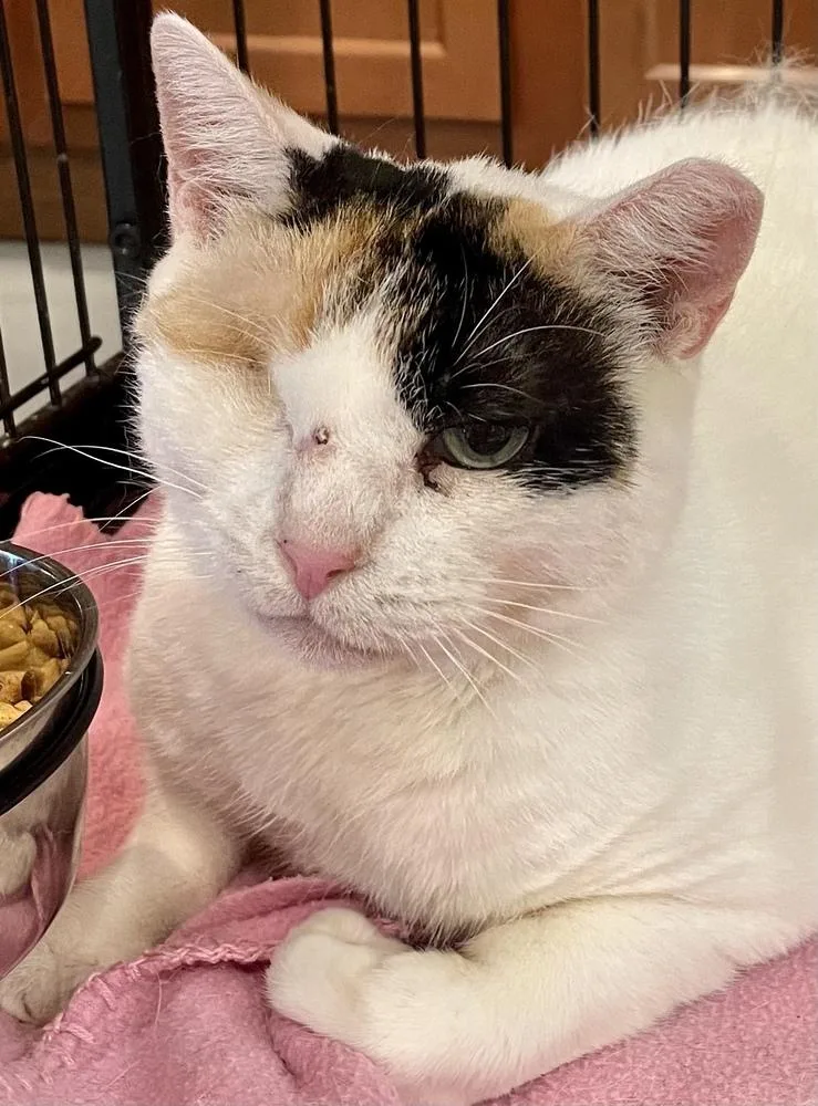 SR Daisy Mae thumbnail 4