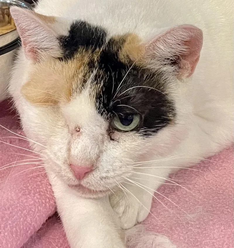 SR Daisy Mae thumbnail 6