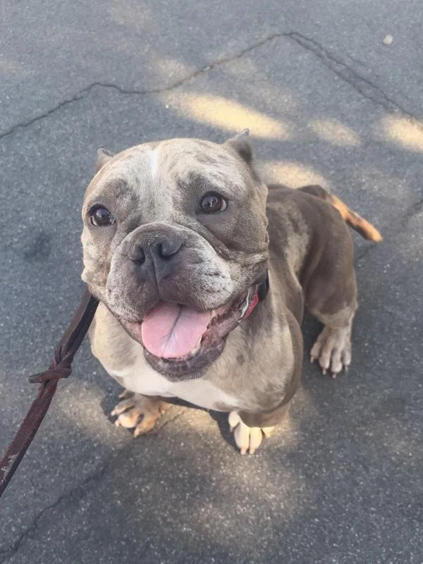 An adult medium-sized female English Bulldog dog named Darling for adoption in San Diego, CA