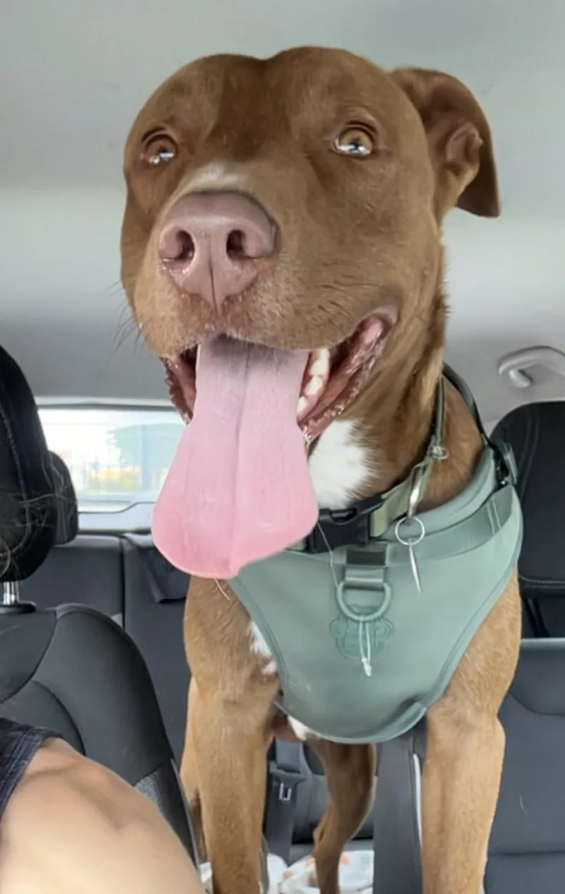 A young large-sized male Pit Bull Terrier dog named George for adoption in Krum, TX