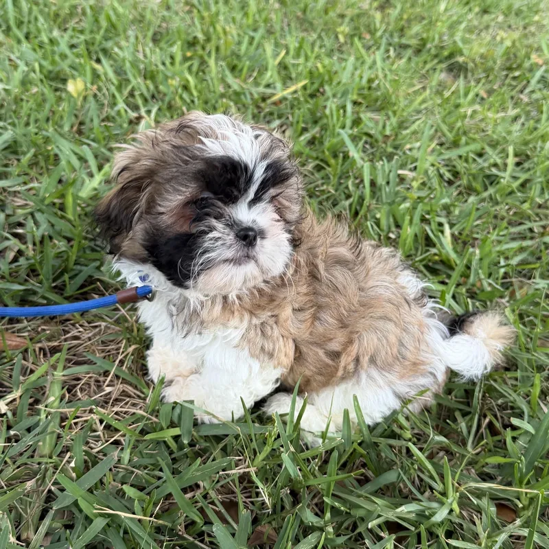 A young small-sized male Shih Tzu dog named Ziggy for adoption in Orlando, FL