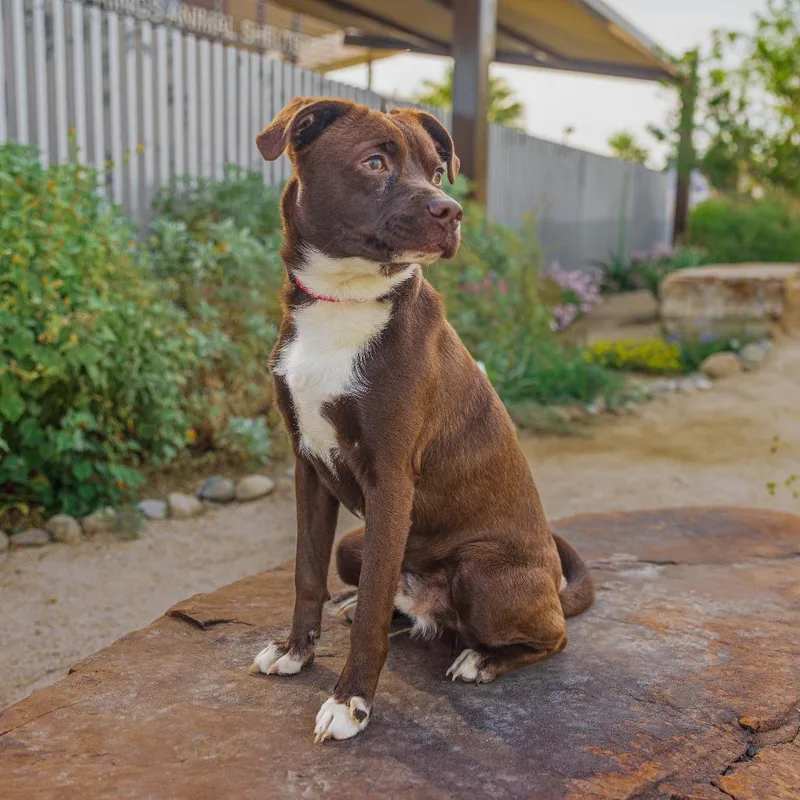A young small-sized male Brown / Chocolate Mixed Breed dog named Modelo for adoption in Palm Springs, CA