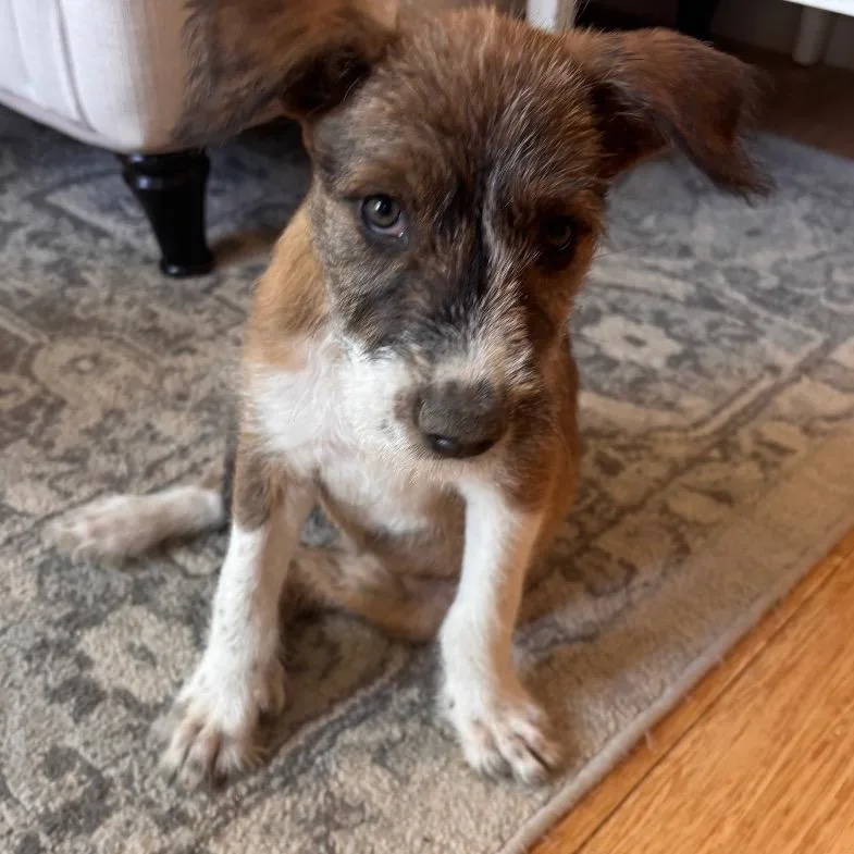 A baby small-sized female Brown / Chocolate Mixed Breed dog named Four Seasons for adoption in Moab, UT