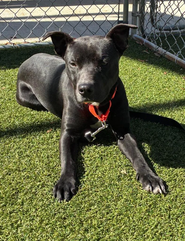 Lil Fella thumbnail 3