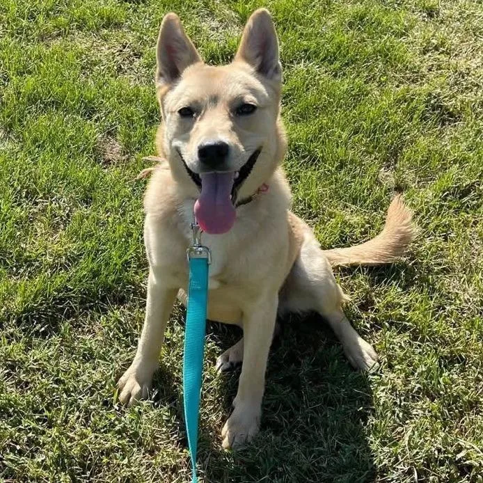 An adult medium-sized female Yellow / Tan / Blond / Fawn Norwegian Elkhound dog named Maize for adoption in Falls Church, VA