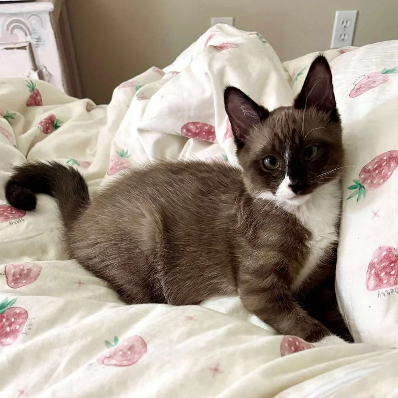 A young small-sized female Brown / Chocolate Domestic Medium Hair cat named Moxie LaGiglia for adoption in Eagle Mountain, UT