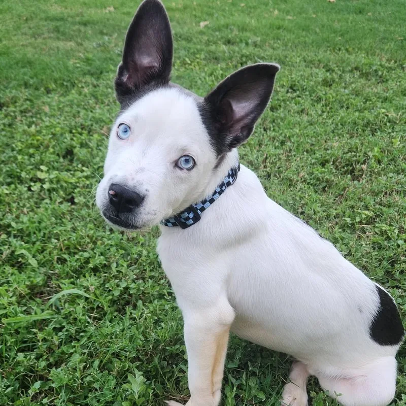 A young small-sized male Gray / Blue / Silver Mixed Breed dog named Clayton for adoption in Houston, TX