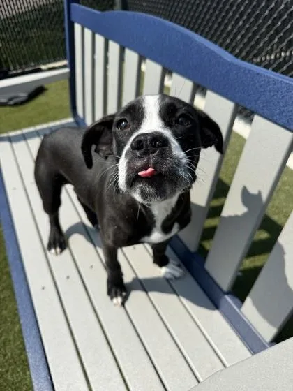 A young medium-sized male Mixed Breed dog named Buggie for adoption in Lafayette, IN