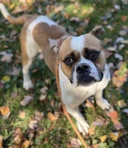An adult medium-sized male English Bulldog dog named Vincent for adoption in Batavia, OH
