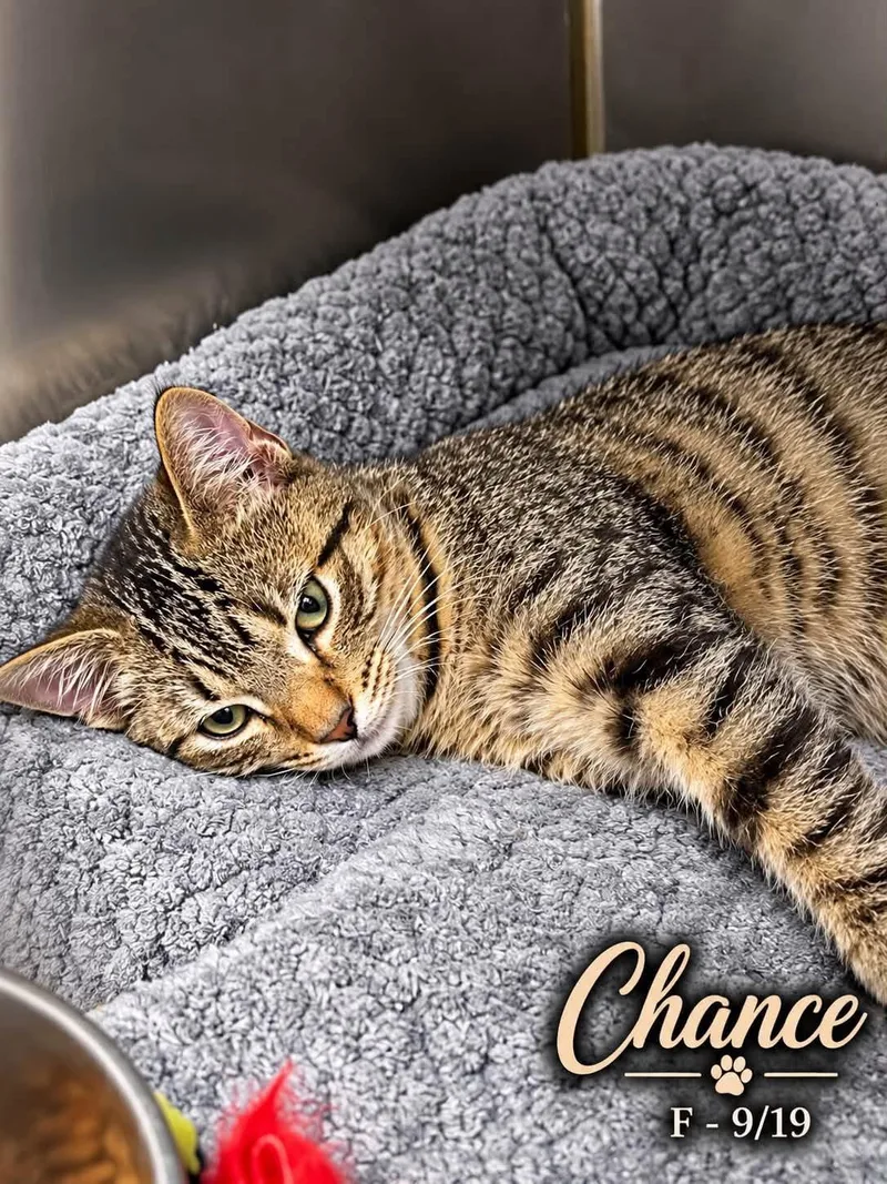 A young medium-sized male Tabby (Brown / Chocolate) Domestic Short Hair cat named Chance for adoption in Loogootee, IN