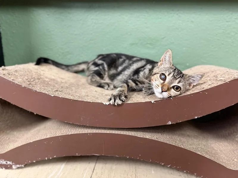 A baby small-sized male Domestic Short Hair cat named Uncle Sam for adoption in Port Jervis, NY