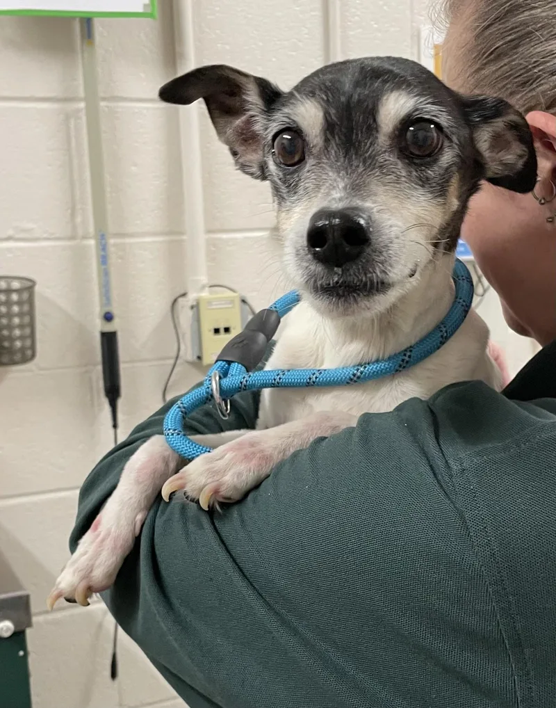 A senior small-sized male Tricolor (Brown, Black, & White) Jack Russell Terrier dog named Joey Hold for adoption in Canton, OH