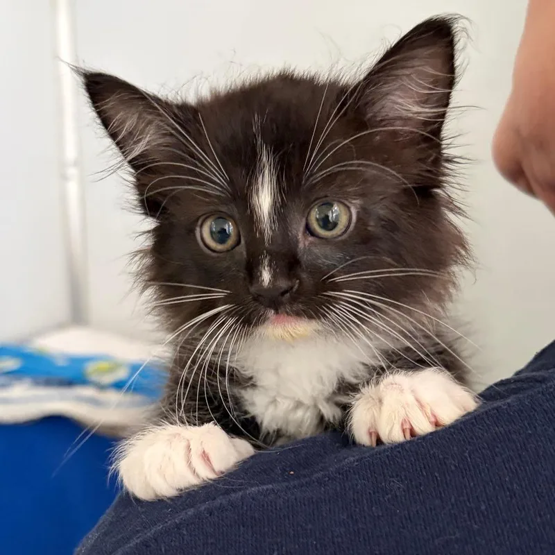 A baby small-sized female Black Domestic Medium Hair cat named Hibachi for adoption in Ojai, CA