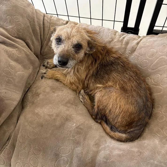A senior small-sized male Yellow / Tan / Blond / Fawn Wirehaired Terrier dog named Eugene for adoption in North Charleston, SC