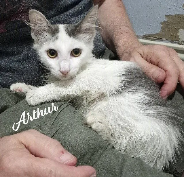 Arthur fluffysweetheart