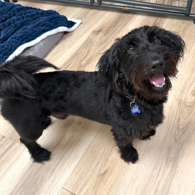 An adult medium-sized male Black Schnauzer dog named Nony for adoption in Johnson City, TN