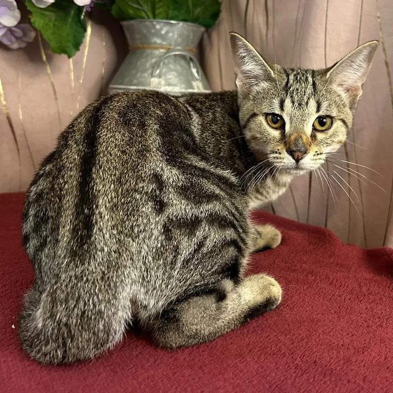 A baby small-sized female Tabby (Brown / Chocolate) Domestic Short Hair cat named Reya for adoption in Long Beach, MS