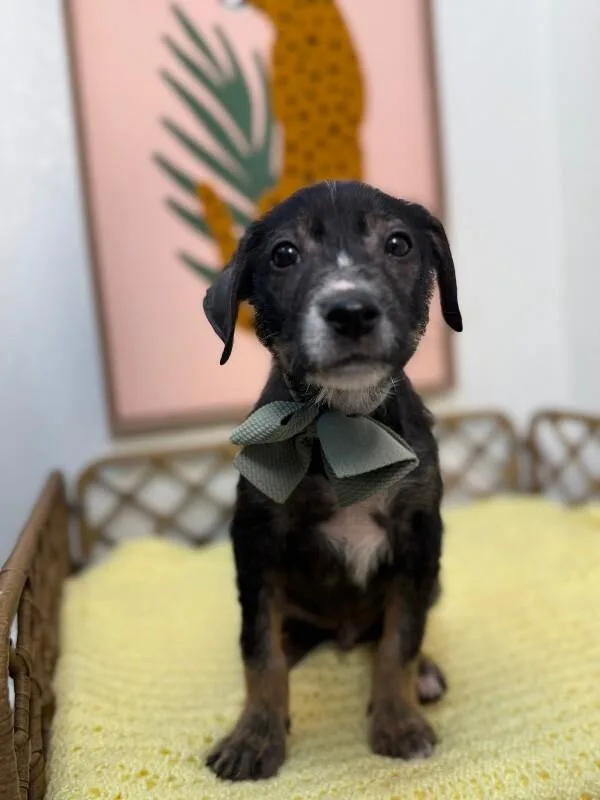A baby small-sized male Black Dachshund dog named Duke Honeybunch for adoption in Friendswood, TX