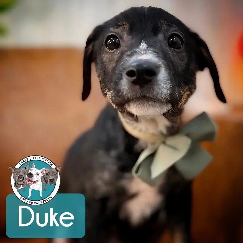Duke Honeybunch thumbnail 4