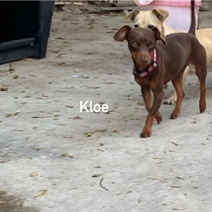 Kloe thumbnail 2