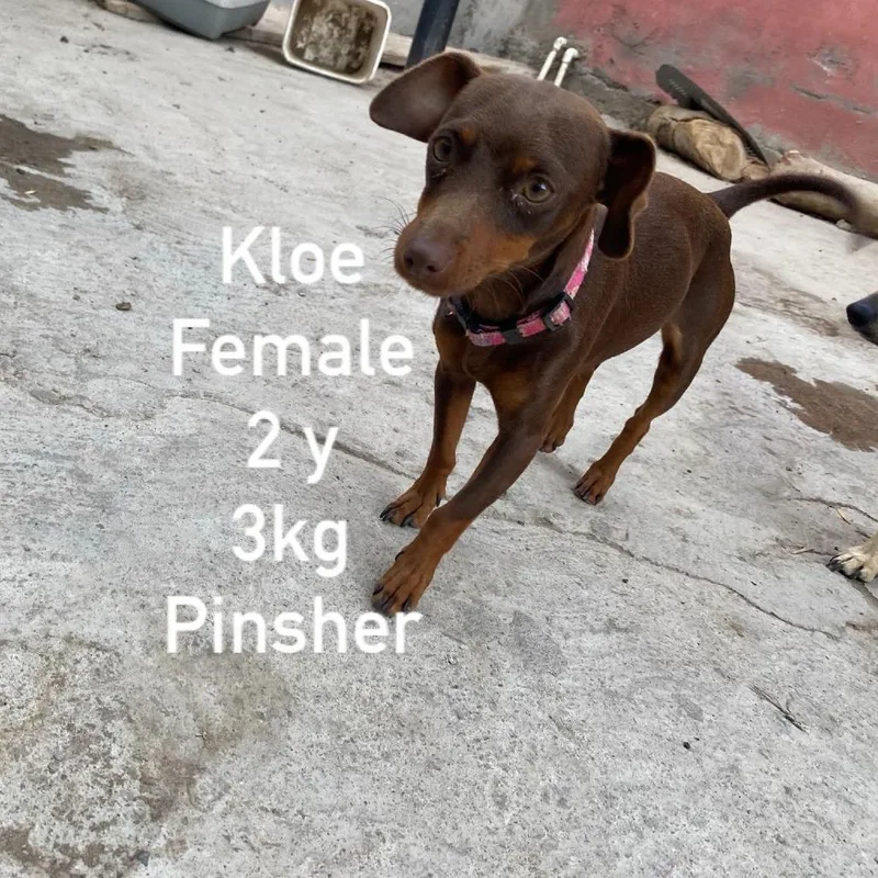 Kloe thumbnail 4