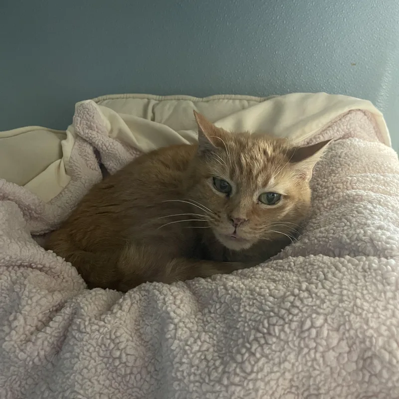 Miss Tibby thumbnail 2