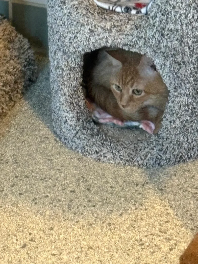 Miss Tibby thumbnail 3