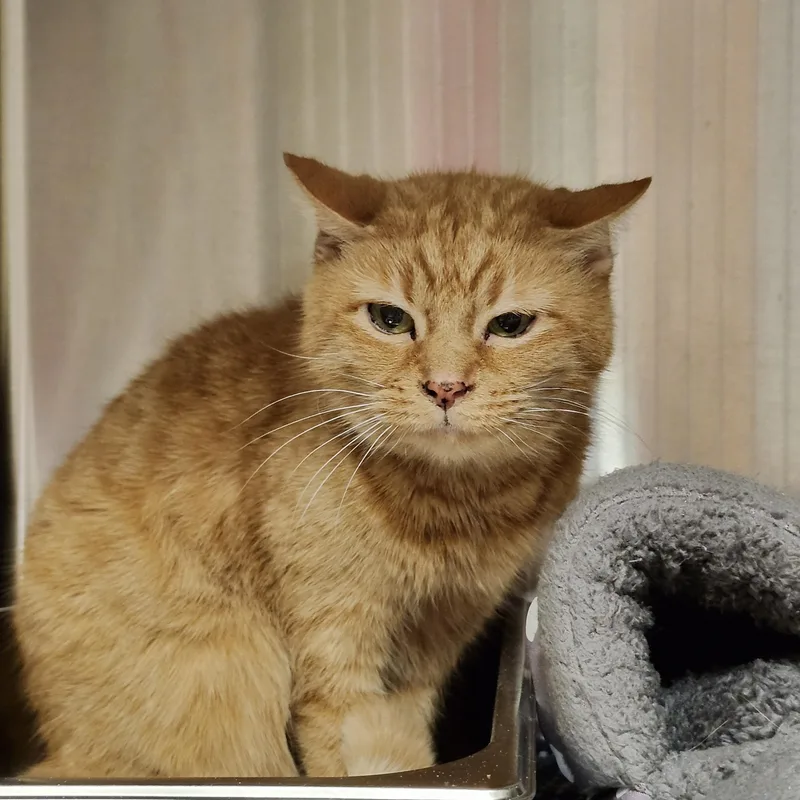 Miss Tibby thumbnail 4