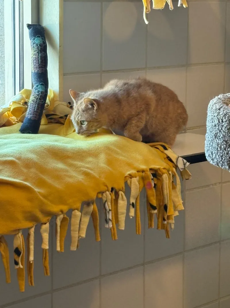 Miss Tibby thumbnail 5