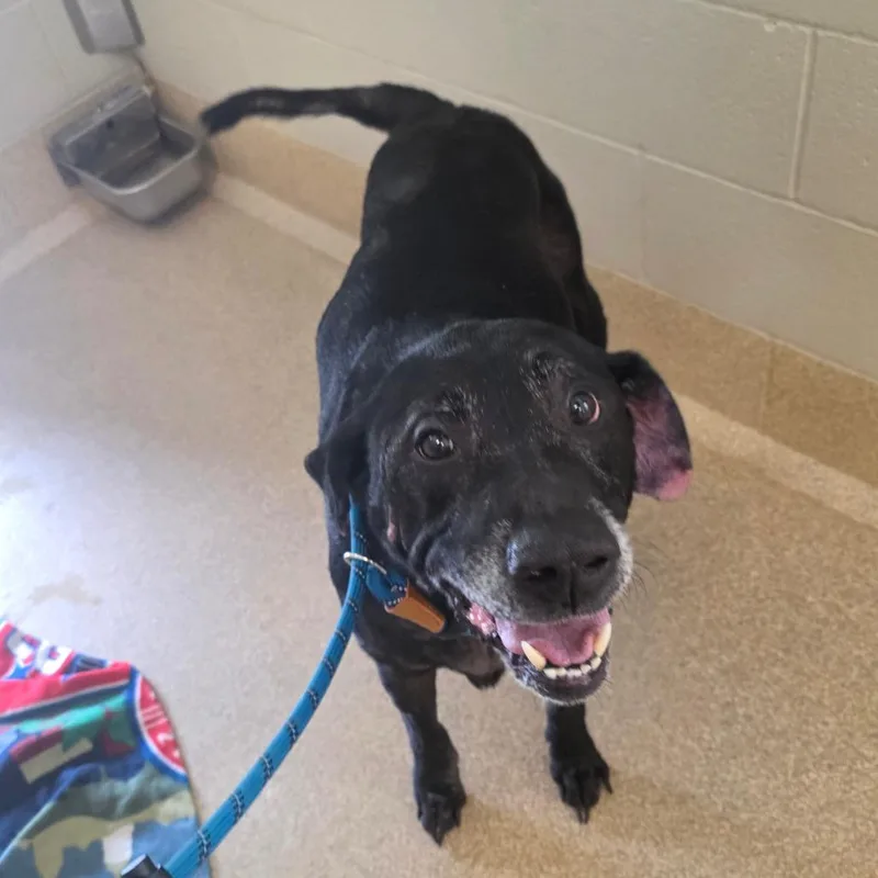 A senior large-sized male Black Labrador Retriever dog named Dougington for adoption in Bristol, IN