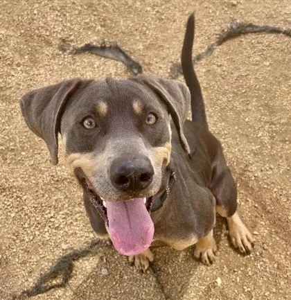 An adult large-sized male Apricot / Beige Mixed Breed dog named Chip for adoption in Georgetown, TX