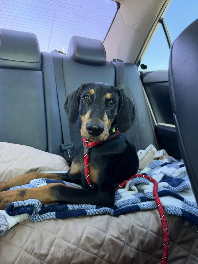 A young medium-sized male Black Doberman Pinscher dog named Dobi for adoption in Visalia, CA