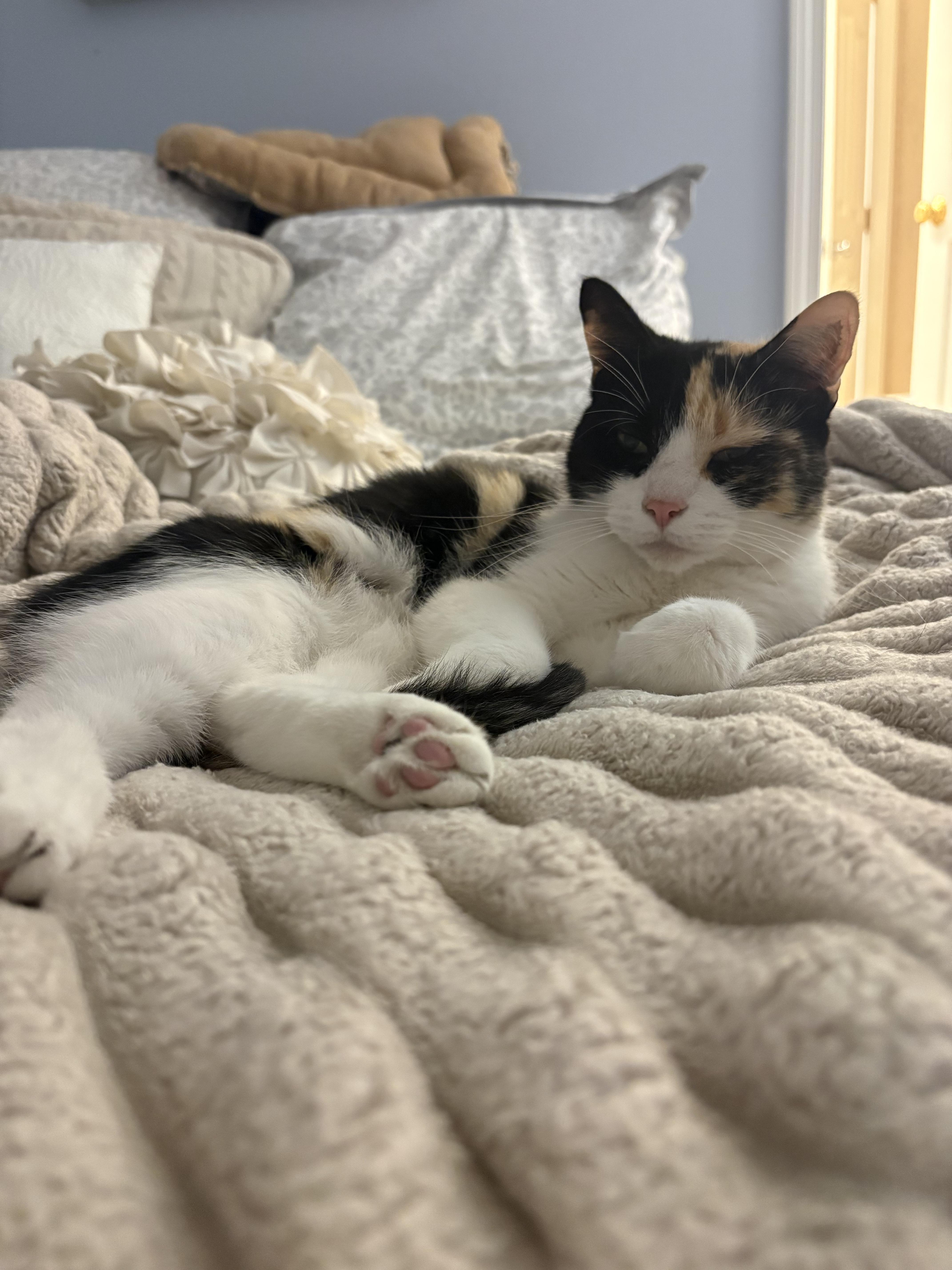 An adult medium-sized female Domestic Short Hair cat named Susie for adoption in Enfield, CT