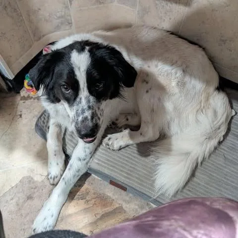 An adult medium-sized male White / Cream Mixed Breed dog named Simon for adoption in Boaz, AL