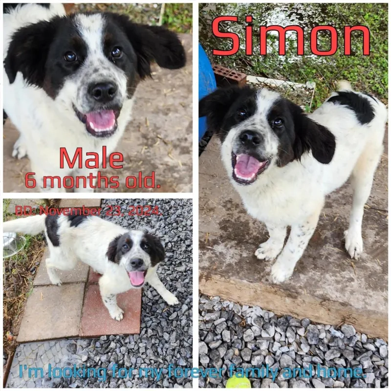 Simon thumbnail 2