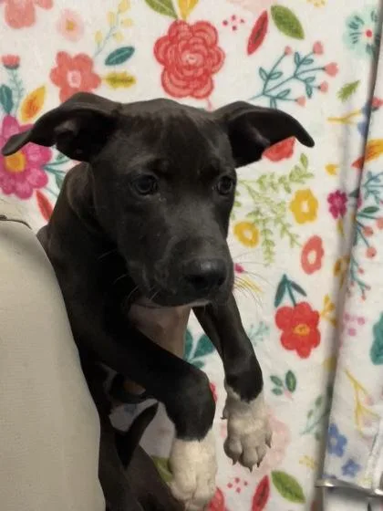 A baby medium-sized male Labrador Retriever dog named Chester Copper Pot $ for adoption in Seneca, SC