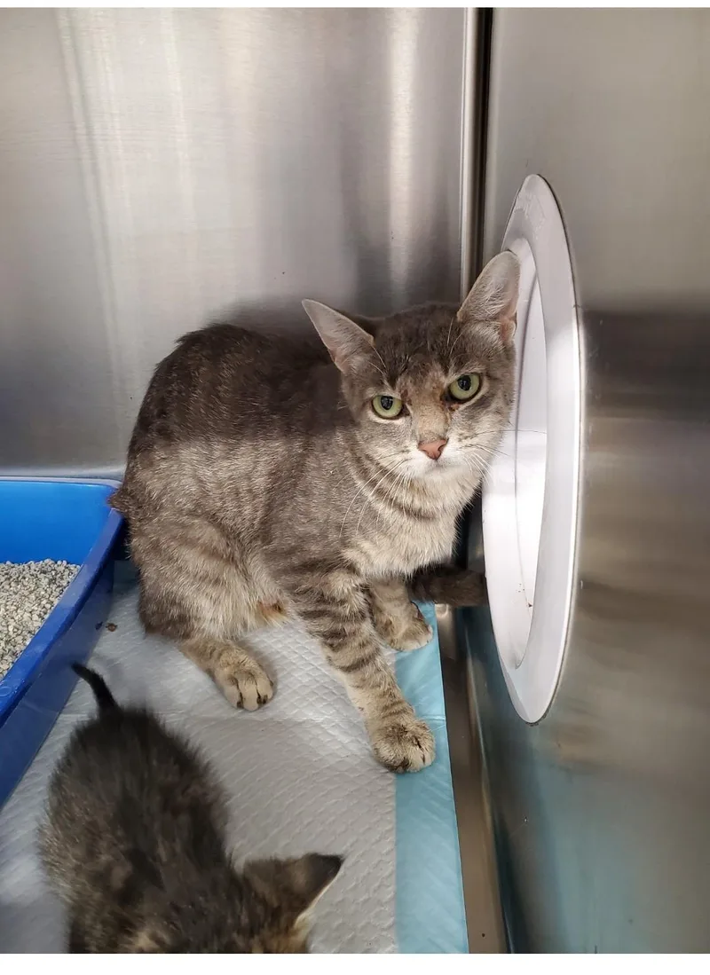 An adult large-sized female Domestic Short Hair cat named Kit Kat for adoption in Brighton, MI