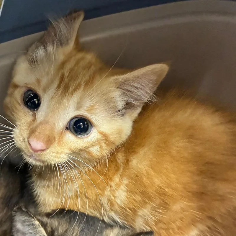 A baby small-sized female Orange / Red Domestic Short Hair cat named Wave for adoption in Windsor, VA