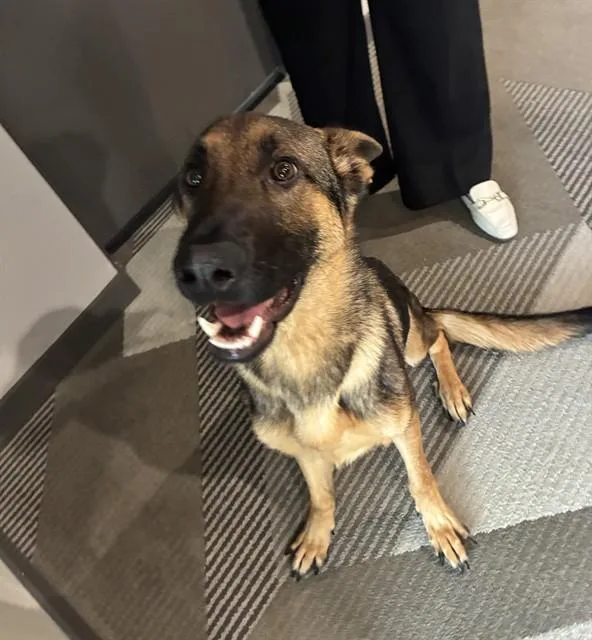A young medium-sized male German Shepherd Dog dog named Toast for adoption in Miami, FL