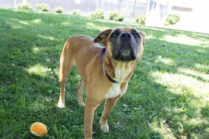 An adult medium-sized female Pit Bull Terrier dog named JuJu for adoption in Kansas City, MO