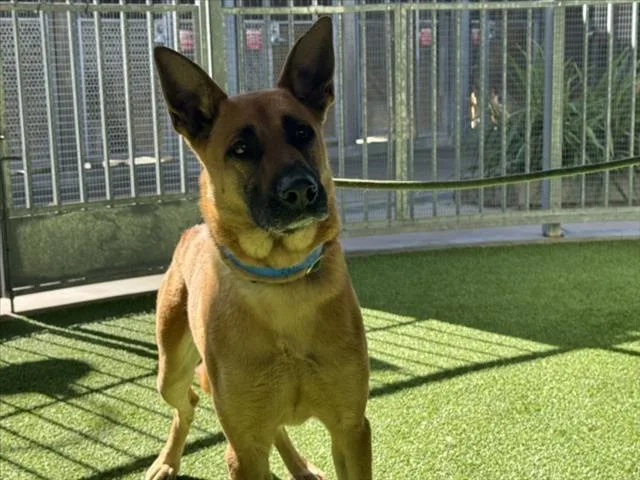 An adult large-sized male Belgian Shepherd / Malinois dog named Lenny for adoption in Van Nuys, CA