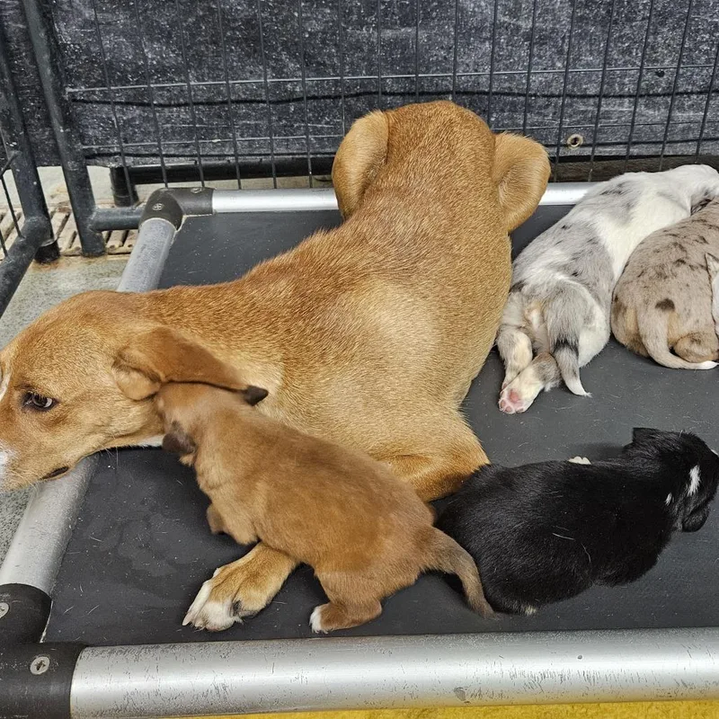 A baby medium-sized female Mixed Breed dog named Butterscotch for adoption in Kingman, KS