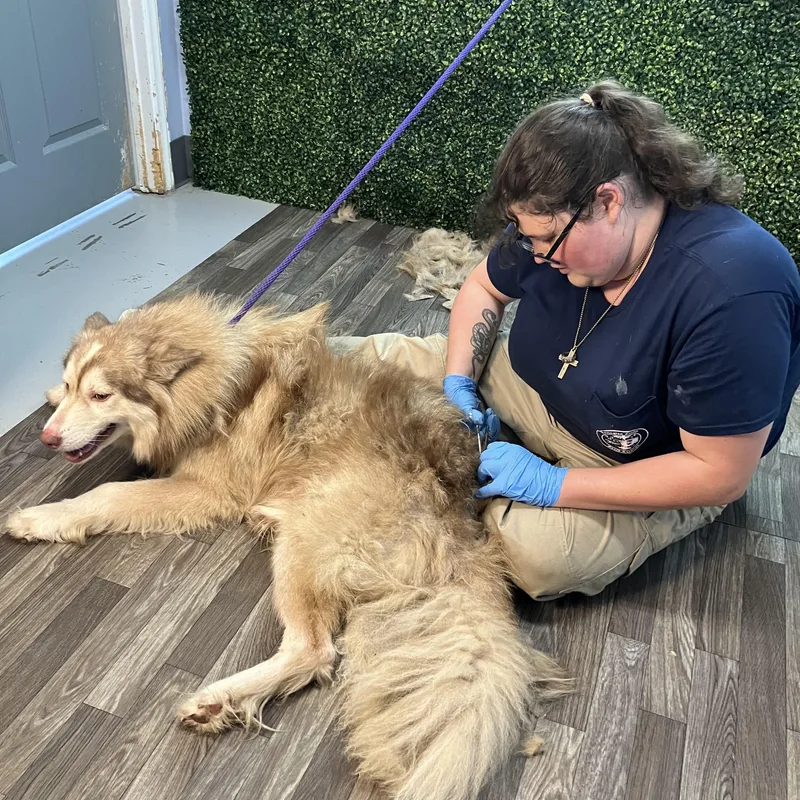A young medium-sized male Husky dog named Yukon for adoption in Sumter, SC