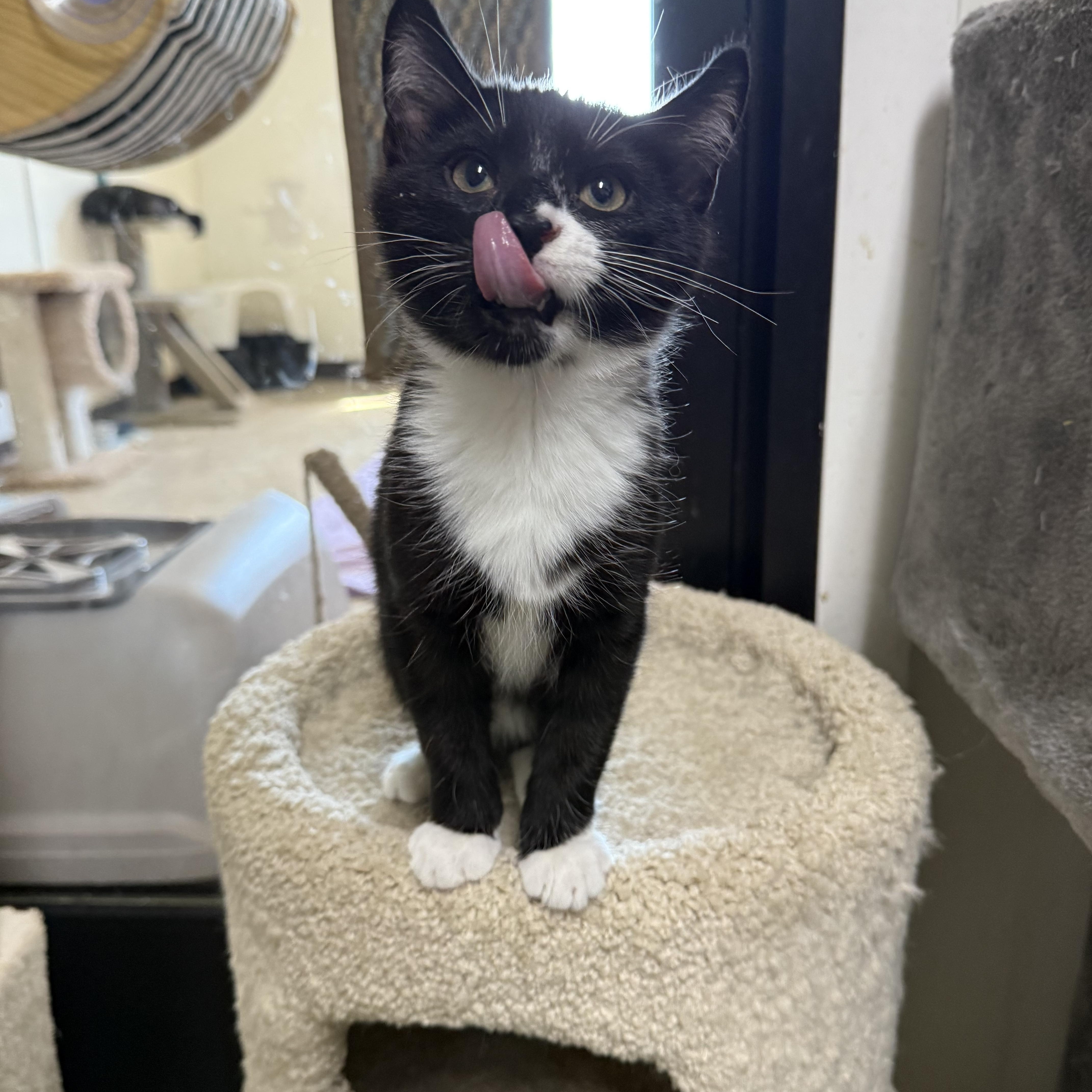A baby small-sized male Black & White / Tuxedo Domestic Short Hair cat named Prince Florin for adoption in Hendersonville, TN