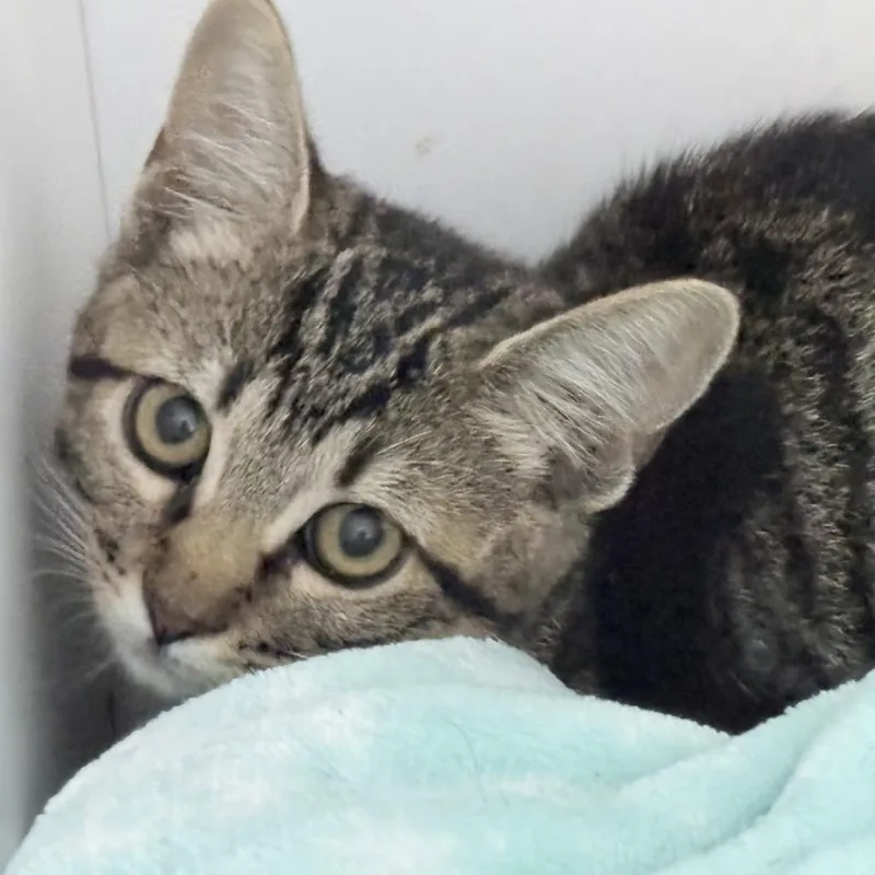 A baby small-sized female Gray / Blue / Silver Domestic Short Hair cat named Buttercup for adoption in Tyler, TX