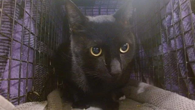 A young medium-sized male Domestic Short Hair cat named Sirius for adoption in Miami, FL