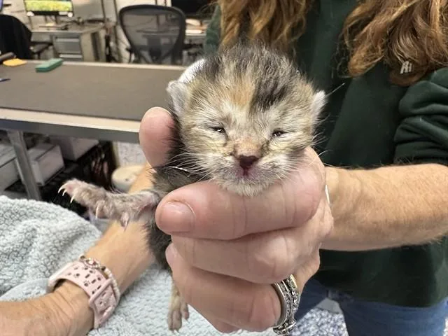 A baby small-sized female Domestic Short Hair cat named Maeve for adoption in Thousand Palms, CA